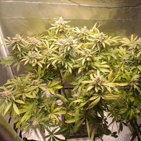 Tangie growlog timeline photo