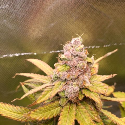 Tangie growlog timeline photo
