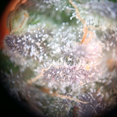 Tangie growlog timeline photo