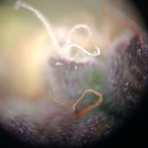 Tangie growlog timeline photo