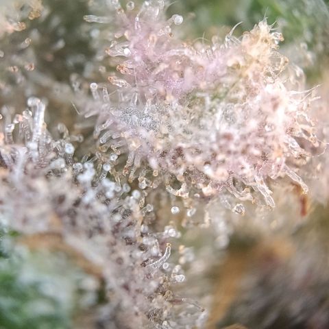 Tangie growlog timeline photo