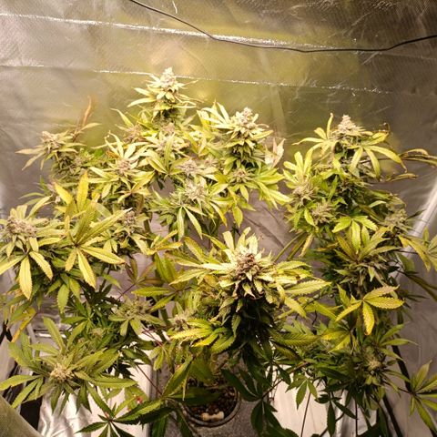 Tangie growlog timeline photo