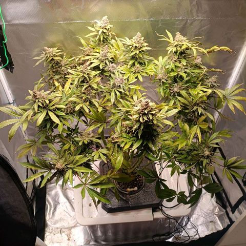 Tangie growlog timeline photo