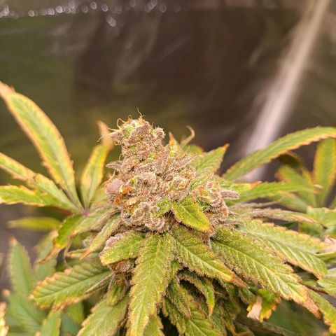 Tangie growlog timeline photo