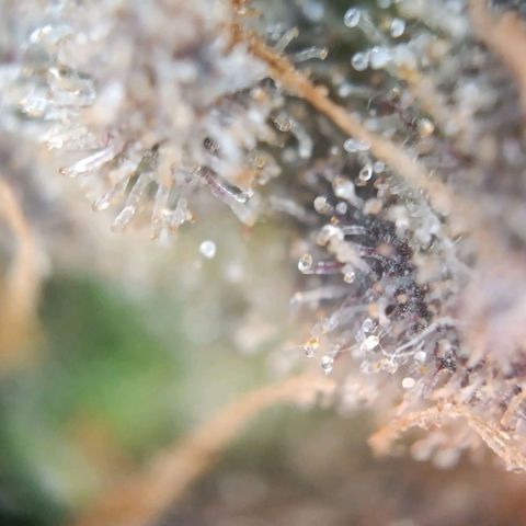 Tangie growlog timeline photo