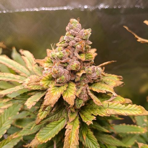 Tangie growlog timeline photo
