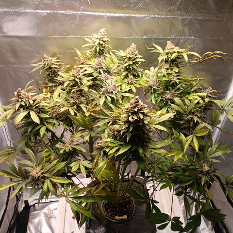 Tangie growlog timeline photo