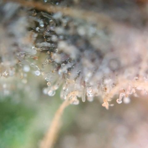 Tangie growlog timeline photo