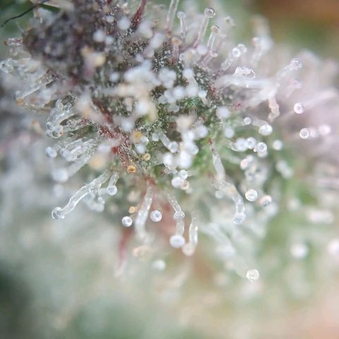Tangie growlog timeline photo