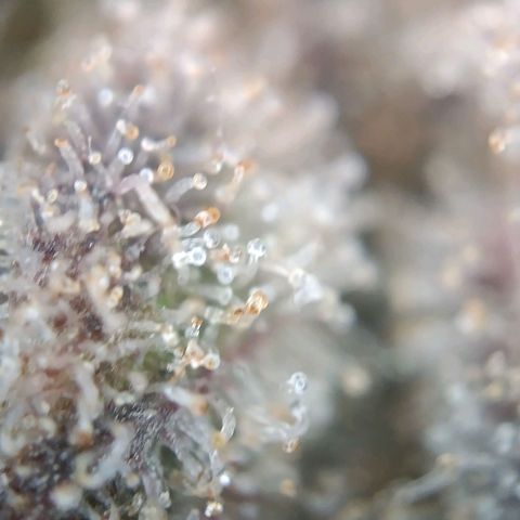 Tangie growlog timeline photo