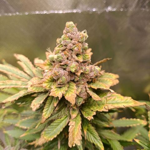 Tangie growlog timeline photo