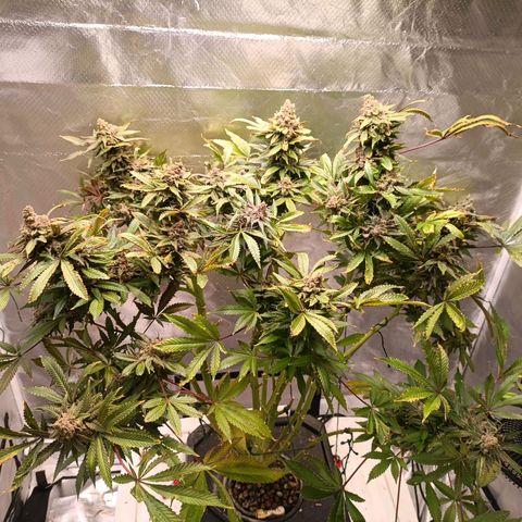 Tangie growlog timeline photo
