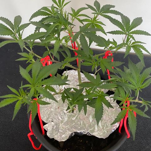 #5 - Gorilla Breath growlog timeline photo