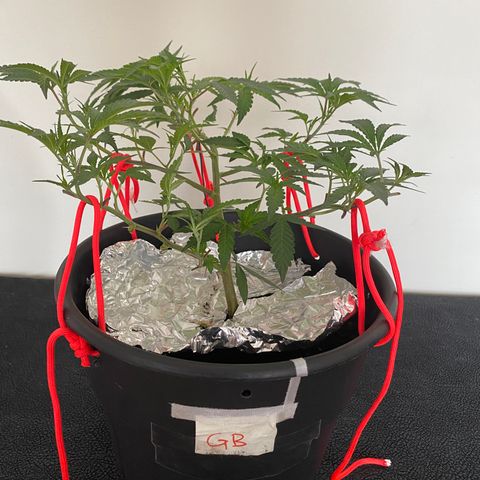 #5 - Gorilla Breath growlog timeline photo