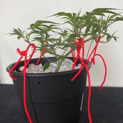 #5 - Gorilla Breath growlog timeline photo