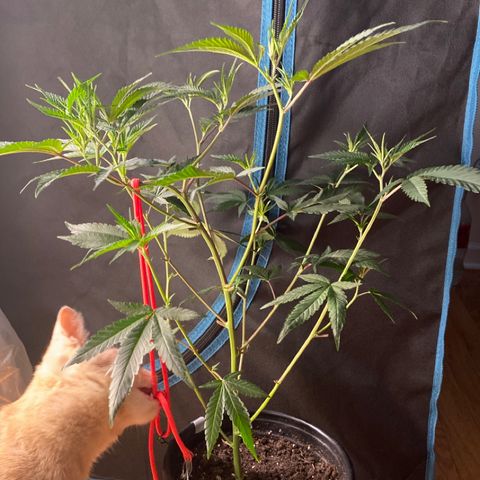 #3 - Glookies growlog timeline photo