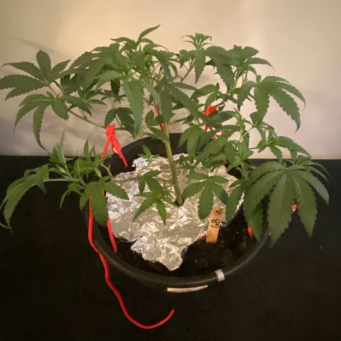 #5 - Gorilla Breath growlog timeline photo