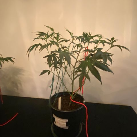 #3 - Glookies growlog timeline photo