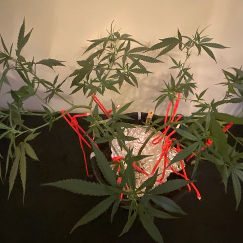 #2 - Medical Mass growlog timeline photo