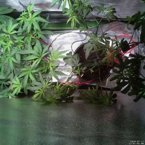 #3 - Glookies growlog photo: Leaf damage 
RIGHT