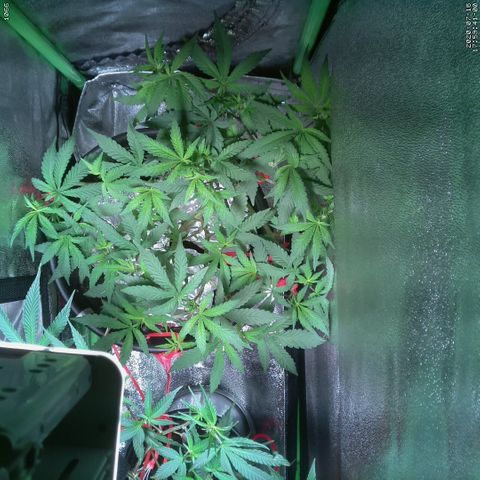#3 - Glookies growlog photo: Lower plant, mostly out of picture 