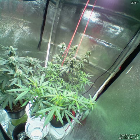 #2 - Medical Mass growlog photo: Front Right