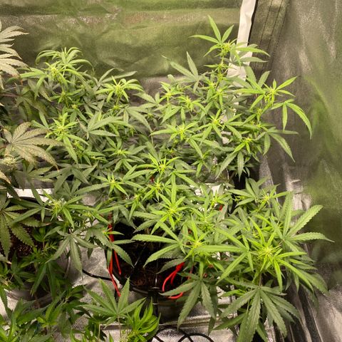 #2 - Medical Mass growlog timeline photo