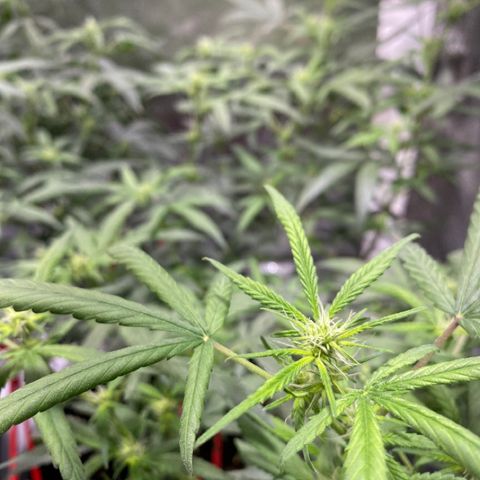 #2 - Medical Mass growlog timeline photo