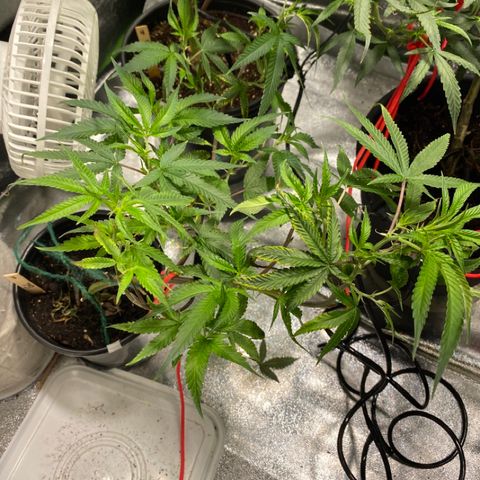#3 - Glookies growlog timeline photo