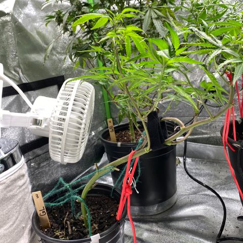 #3 - Glookies growlog timeline photo