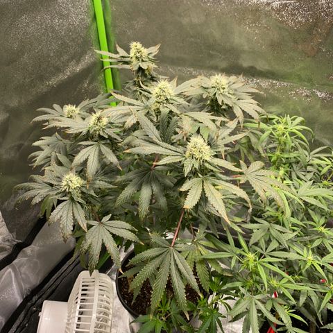 #4 - Gorilla Breath  growlog timeline photo
