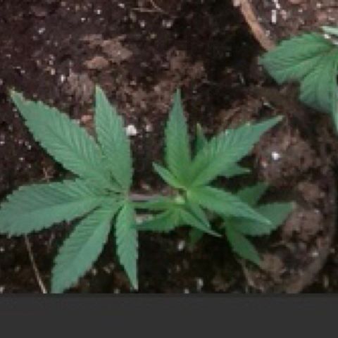 #6 - Gorrila Breath growlog timeline photo