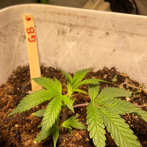 #6 - Gorrila Breath growlog timeline photo