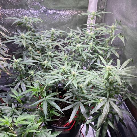 #2 - Medical Mass growlog timeline photo