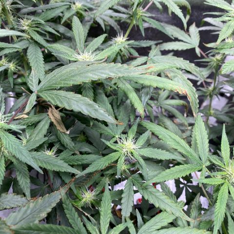 #2 - Medical Mass growlog timeline photo