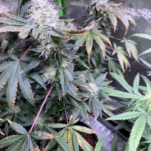 #4 - Gorilla Breath  growlog timeline photo