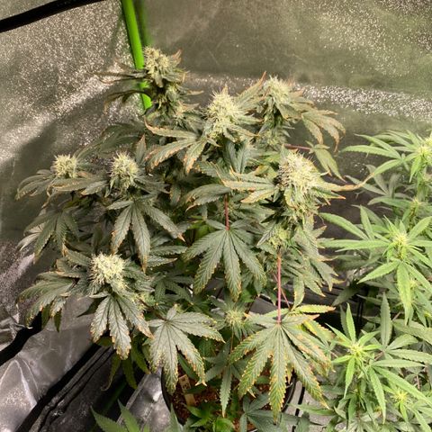 #4 - Gorilla Breath  growlog timeline photo