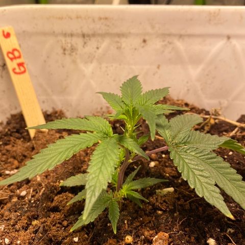 #6 - Gorrila Breath growlog timeline photo