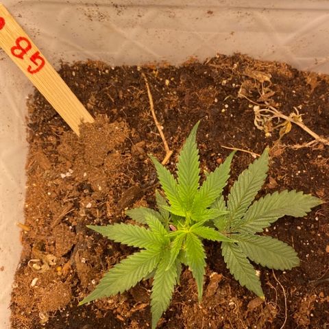 #6 - Gorrila Breath growlog timeline photo