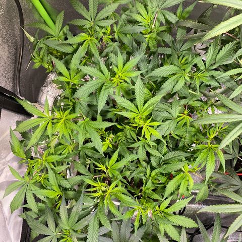 #5 - Gorilla Breath growlog timeline photo