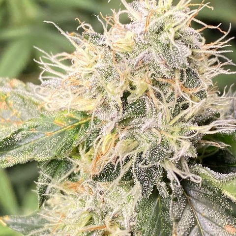 #4 - Gorilla Breath  growlog timeline photo