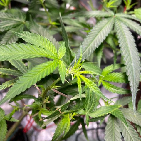 #3 - Glookies growlog timeline photo