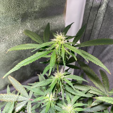 #2 - Medical Mass growlog timeline photo