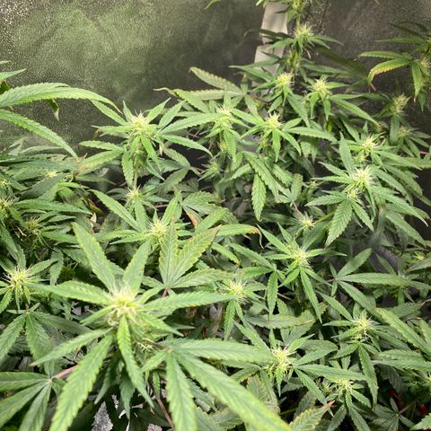 #2 - Medical Mass growlog timeline photo