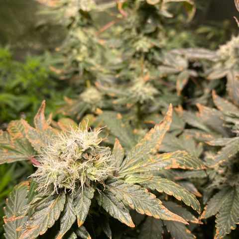 #4 - Gorilla Breath  growlog timeline photo