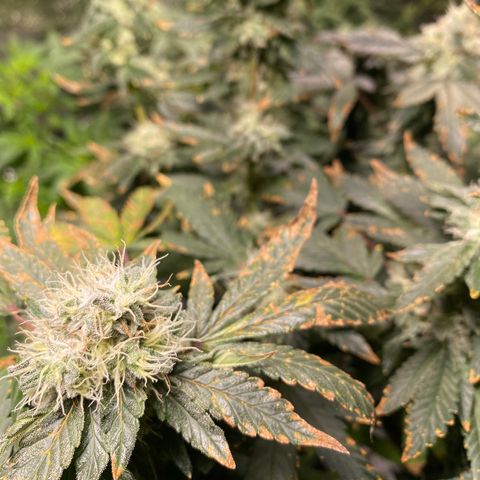 #4 - Gorilla Breath  growlog timeline photo