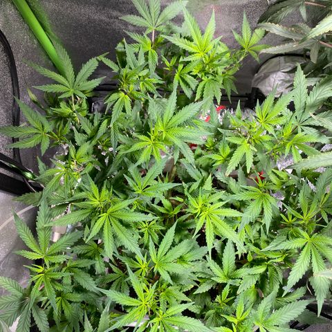 #5 - Gorilla Breath growlog timeline photo