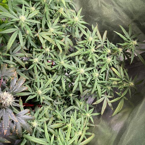 #2 - Medical Mass growlog timeline photo