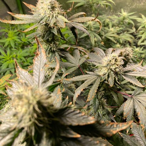 #4 - Gorilla Breath  growlog timeline photo