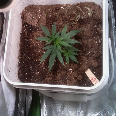 #6 - Gorrila Breath growlog timeline photo